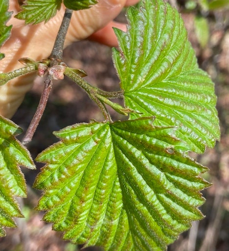 Arrowwood Viburnum Seeds (Viburnum dentatum) - Zone 3-4 - 50+ Seeds