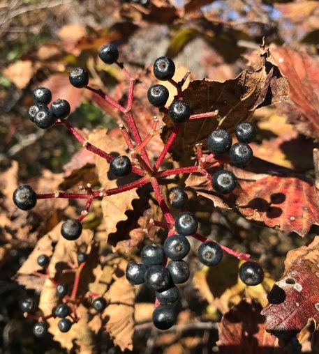 Arrowwood Viburnum Seeds (Viburnum dentatum) - Zone 3-4 - 50+ Seeds