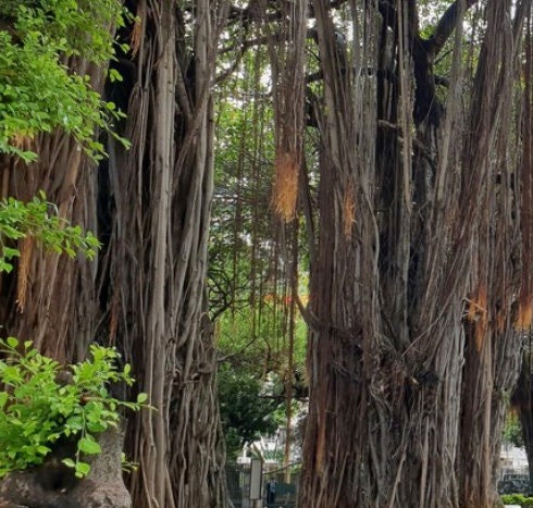 Graines de banian pour bonsaï (Ficus benghalensis) - Zone 10 - 100+ graines