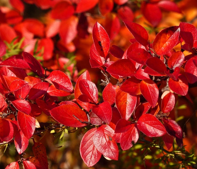 Peking Cotoneaster Seeds (Cotoneaster acutifolius) - Zone 4 - 30+ Seeds