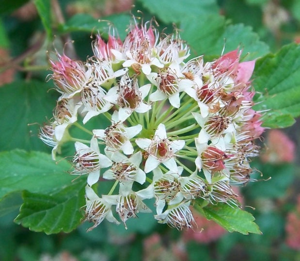 Common Ninebark Seeds (Physocarpus opulifolius) - Zone 3 - 200+ Seeds