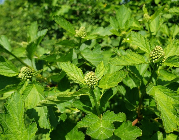 Common Ninebark Seeds (Physocarpus opulifolius) - Zone 3 - 200+ Seeds