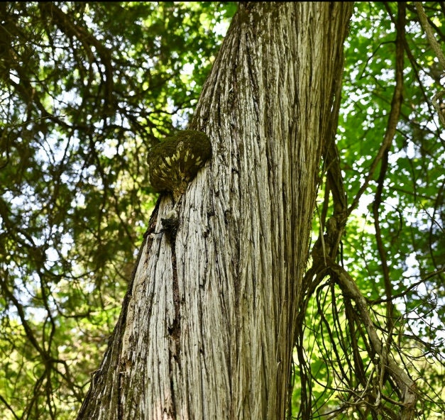 Graines de cèdre blanc du Nord (Thuja occidentalis) - Zone 2-3 - 200+ graines