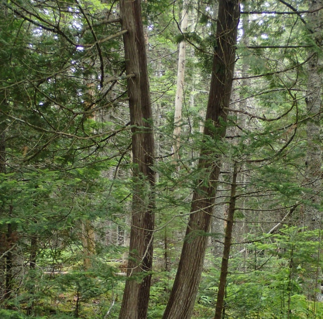 Graines de cèdre blanc du Nord (Thuja occidentalis) - Zone 2-3 - 200+ graines