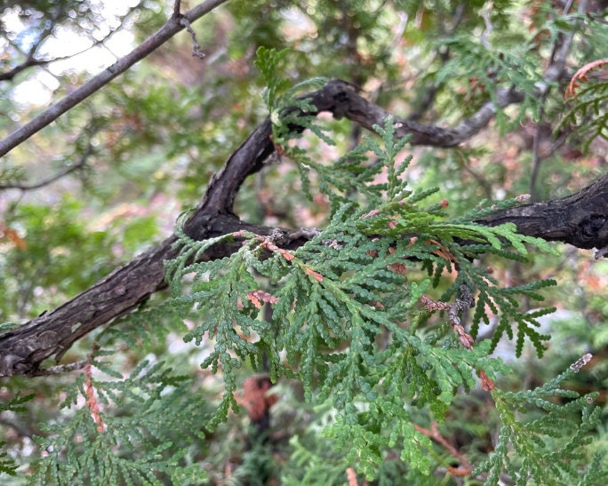 Graines de cèdre blanc du Nord (Thuja occidentalis) - Zone 2-3 - 200+ graines