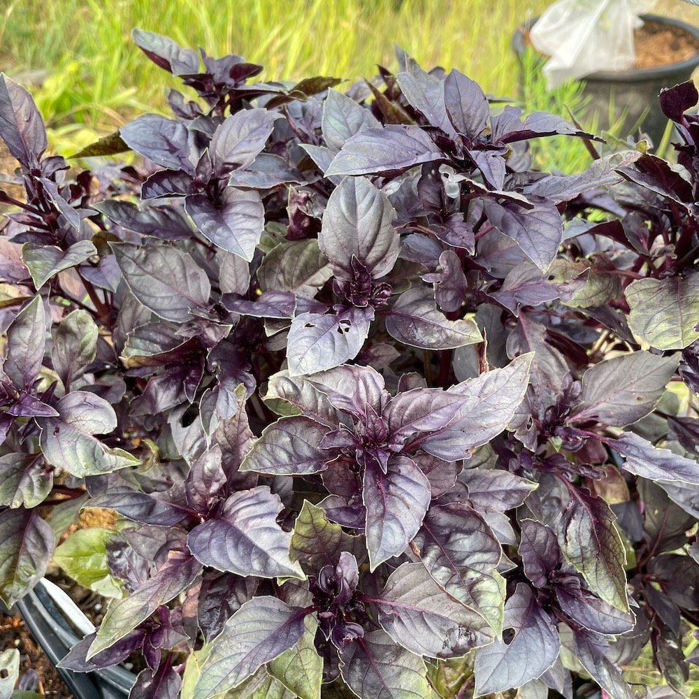 Dark Opal Basil Seeds (Ocimum basilicum 'Dark Opal') - 100+ Seeds