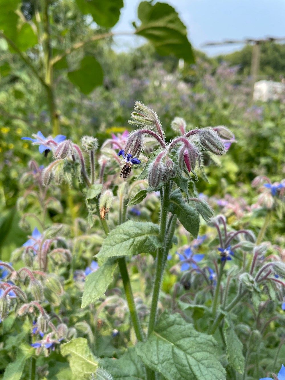 Borage Seeds (Borago officinalis) - Zone 3 - 20+ Seeds