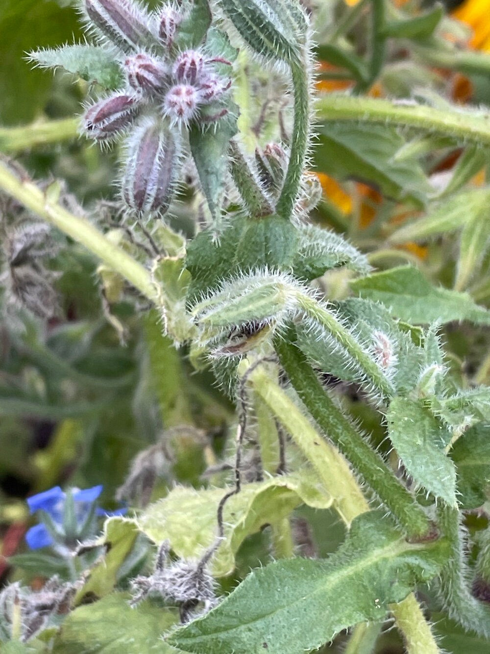 Borage Seeds (Borago officinalis) - Zone 3 - 20+ Seeds