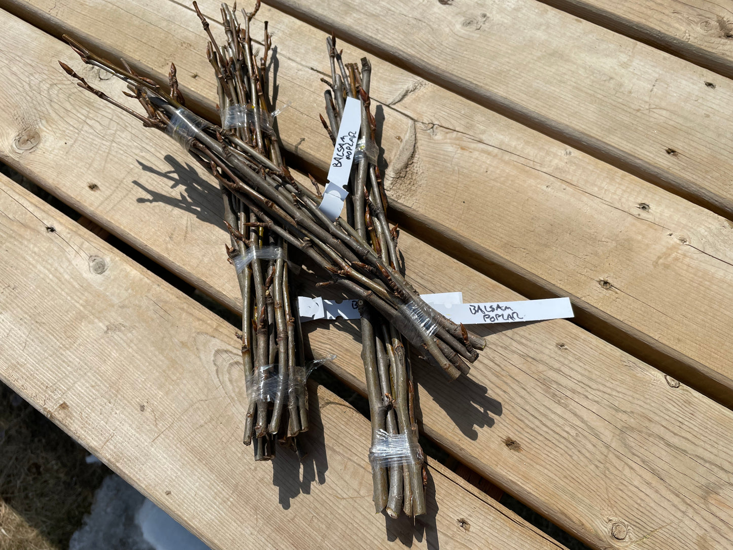 Balsam Poplar Hardwood Cuttings (Populus balsamifera)