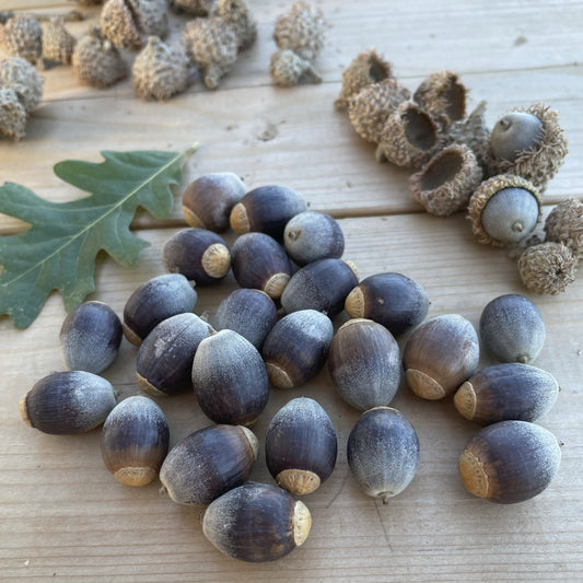 Bur Oak Acorns (Quercus macrocarpa)
