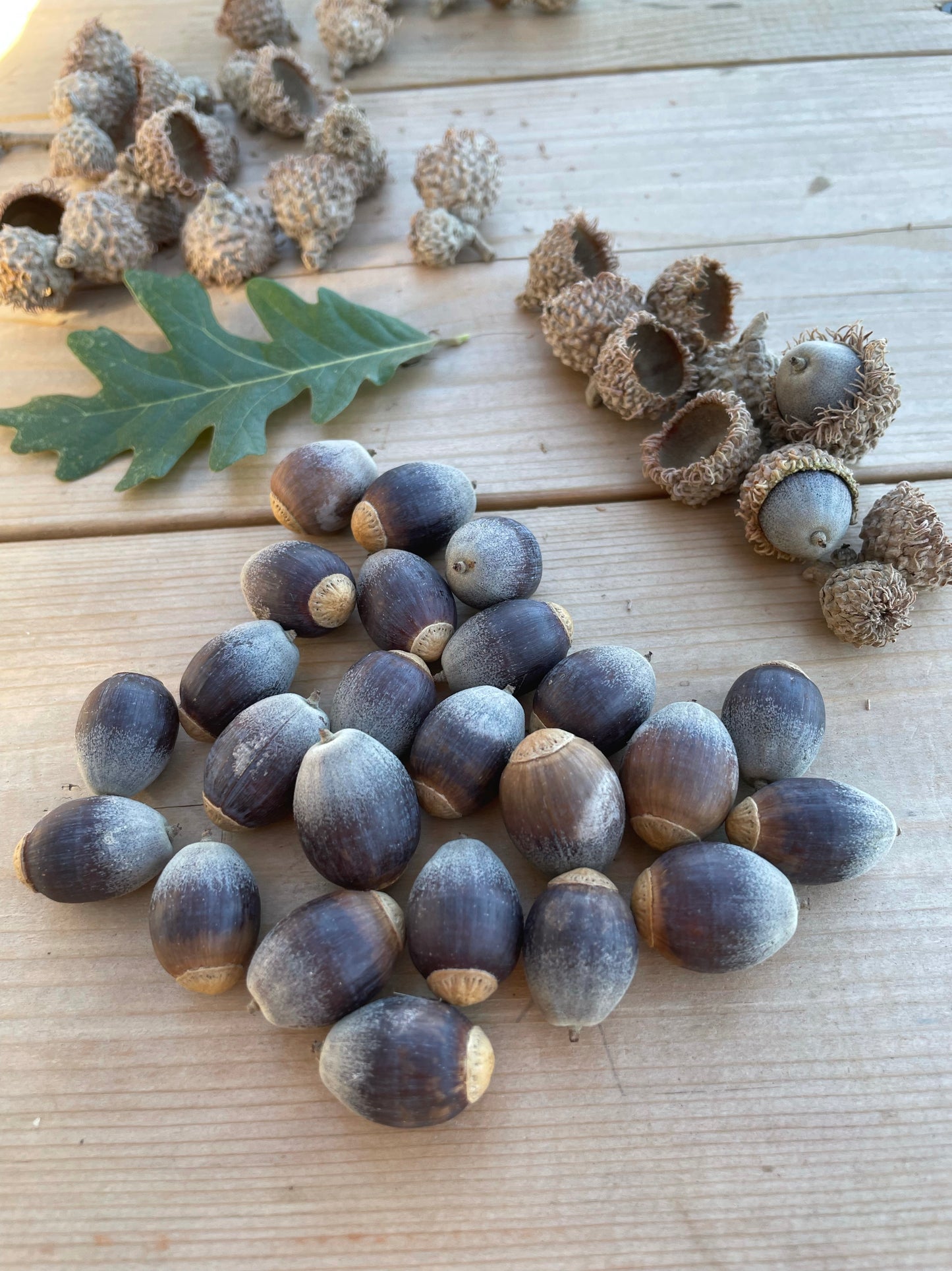 Bur Oak Acorns (Quercus macrocarpa)