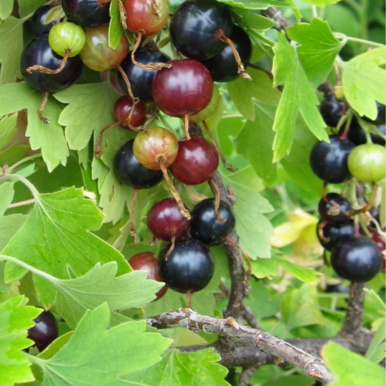 Golden Currant (Ribes aureum)