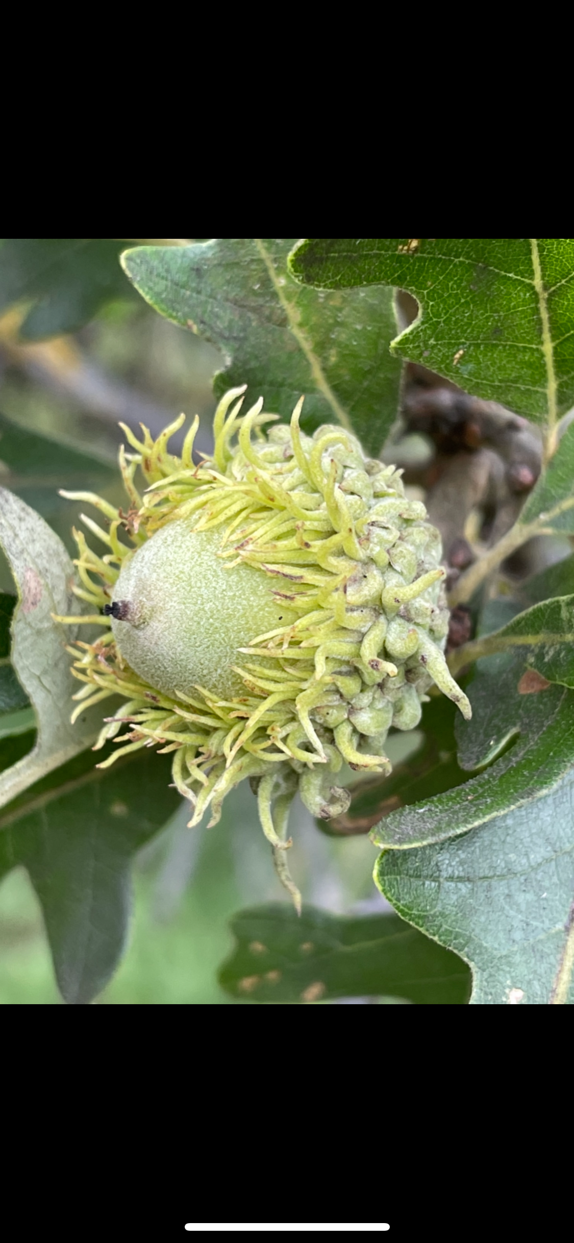 Bur Oak Acorns (Quercus macrocarpa)