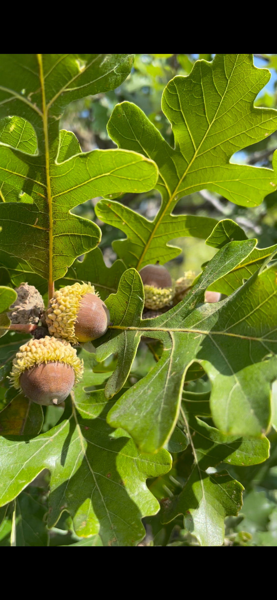 Bur Oak Acorns (Quercus macrocarpa)