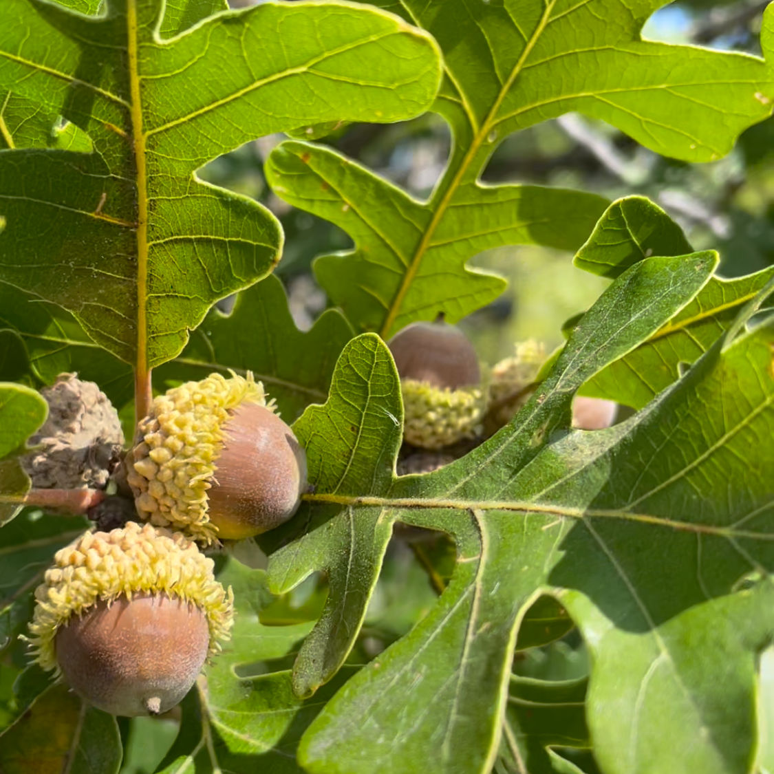 Bur Oak Acorns