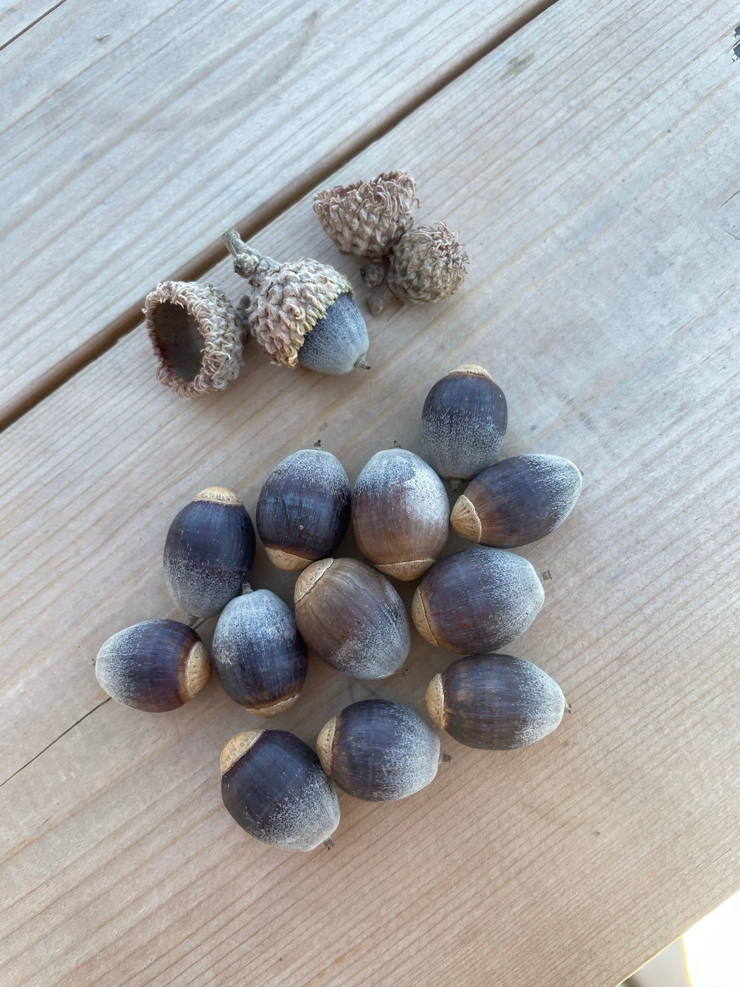 Bur Oak Acorns (Quercus macrocarpa)