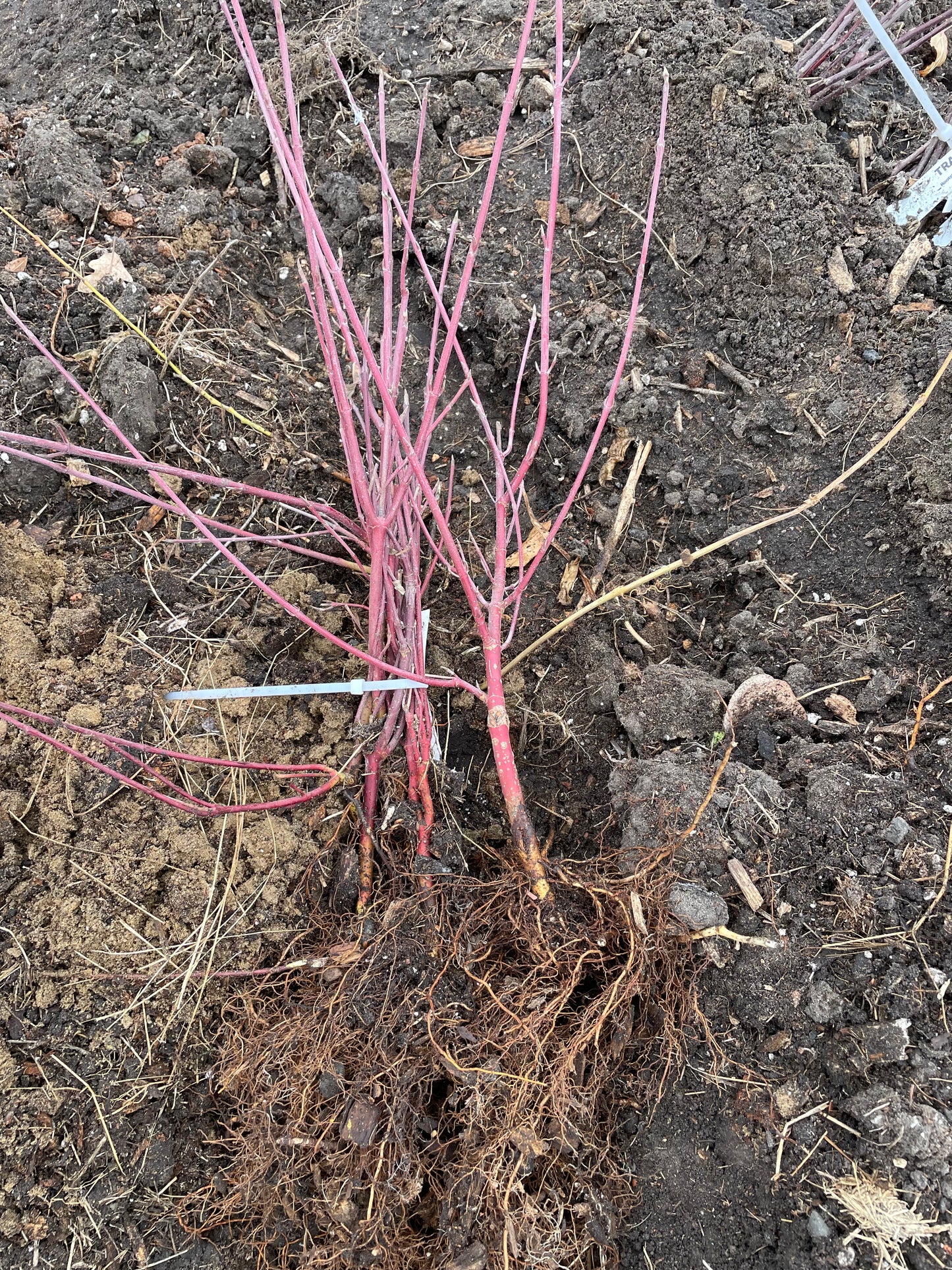 Cornejo de mimbre rojo (Cornus sericea)