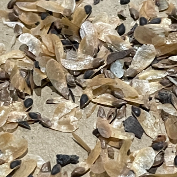 Épinette blanche · 3