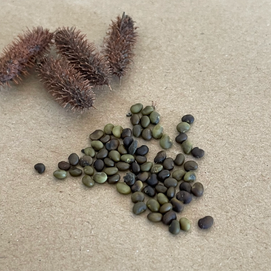 Graines de réglisse sauvage (Glycyrrhiza lepidota) - 40+ graines