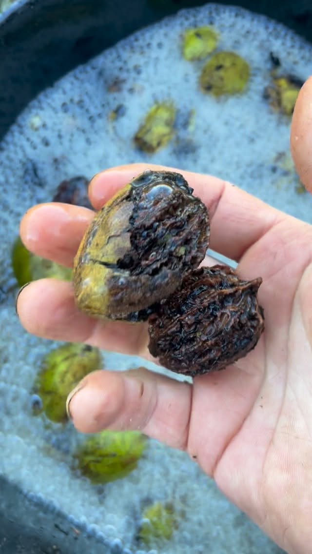 Seed Stratification and Germination field notes at Oak Summit Nursery in Fall