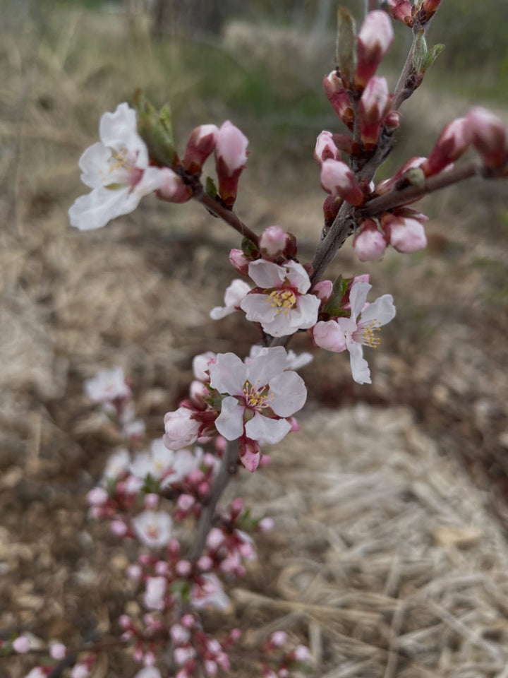 Haskaps and Honeyberries field notes at Oak Summit Nursery