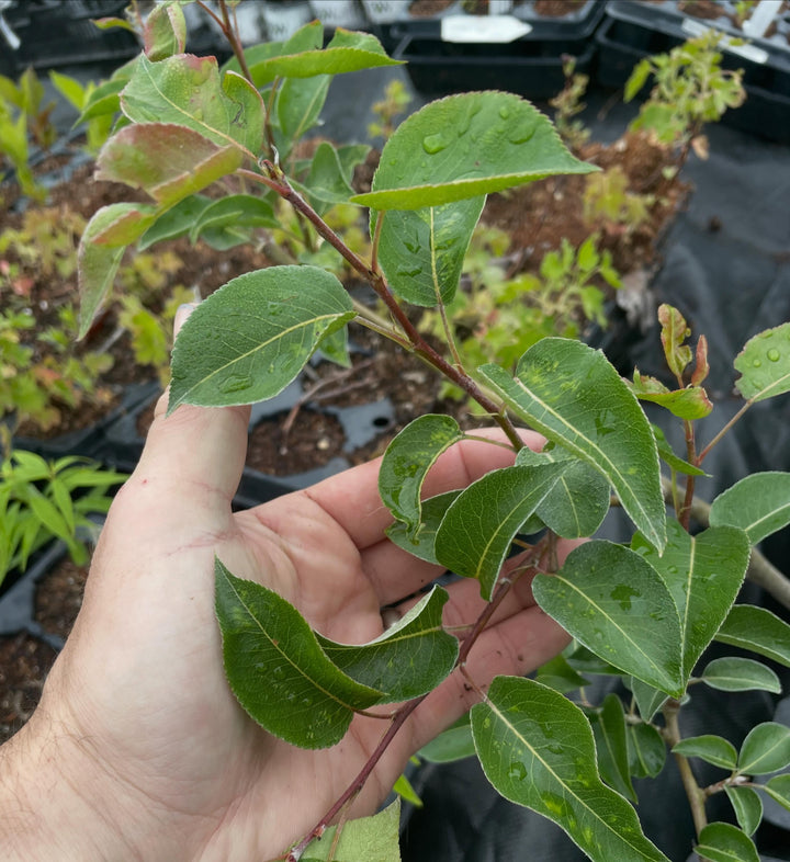Pears and Rootstock Trials field notes at Oak Summit Nursery in Summer