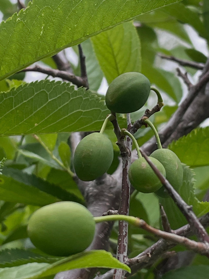 Fruit Tree Grafting field notes at Oak Summit Nursery in Summer