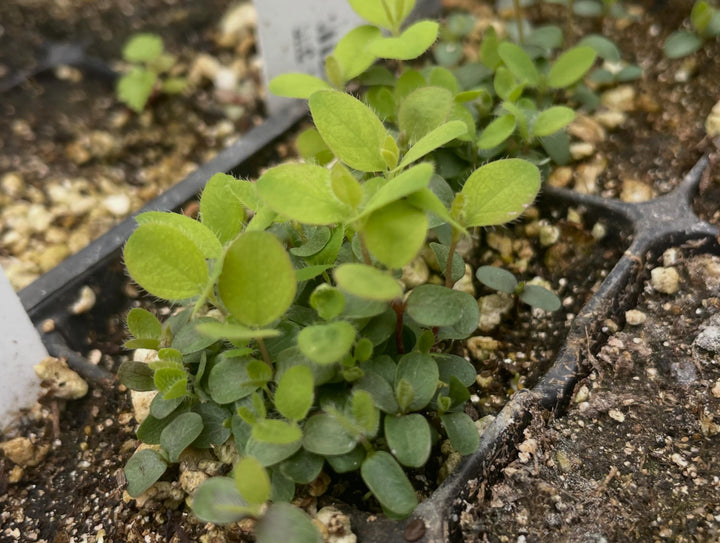 Haskaps and Honeyberries field notes at Oak Summit Nursery in Summer
