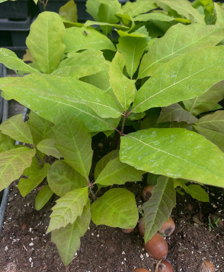 Walnuts and Oaks field notes at Oak Summit Nursery in Summer