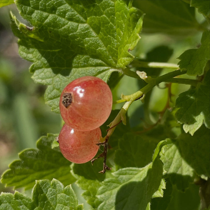 Hardy Berries and Currants field notes at Oak Summit Nursery in Summer