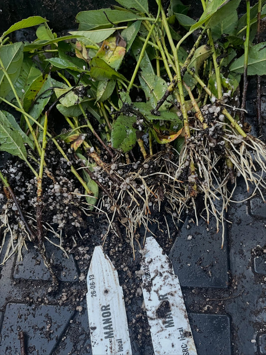 Propagation by Cuttings field notes at Oak Summit Nursery in Summer