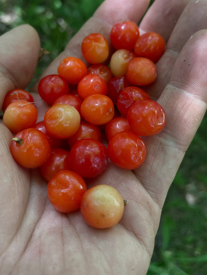 Wildlife and Habitat field notes at Oak Summit Nursery in Summer