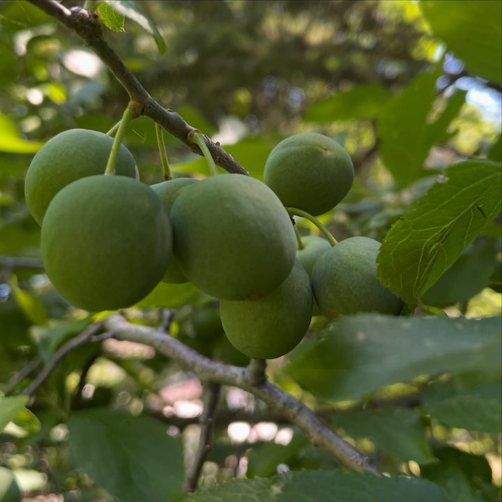 Cold Hardy Plums and Cherry Hybrids field notes at Oak Summit Nursery in Summer