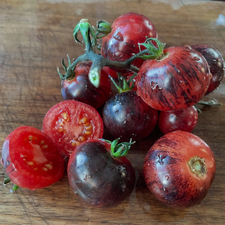 Tomatoes and Peppers field notes at Oak Summit Nursery in Summer