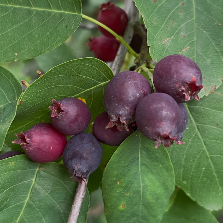 Seed Stratification and Germination field notes at Oak Summit Nursery in Summer