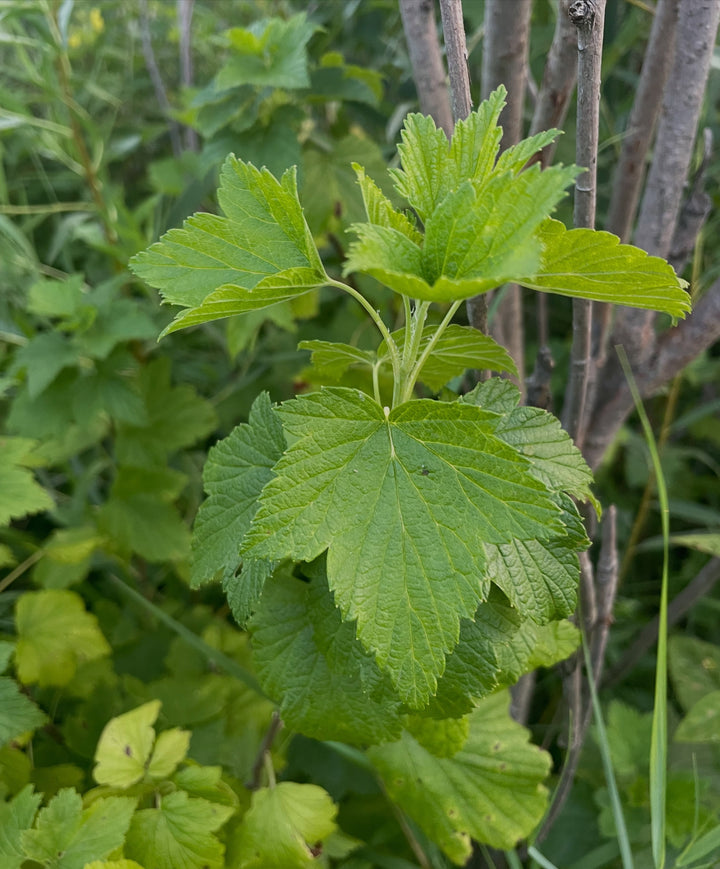 Hardy Berries and Currants field notes at Oak Summit Nursery in Summer