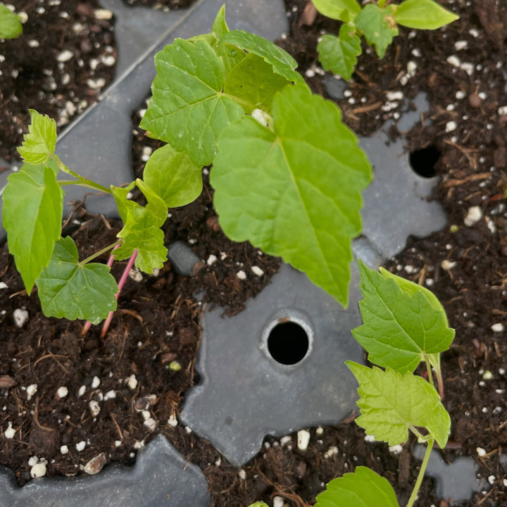 Cold Hardy Grapes and Vines field notes at Oak Summit Nursery in Summer