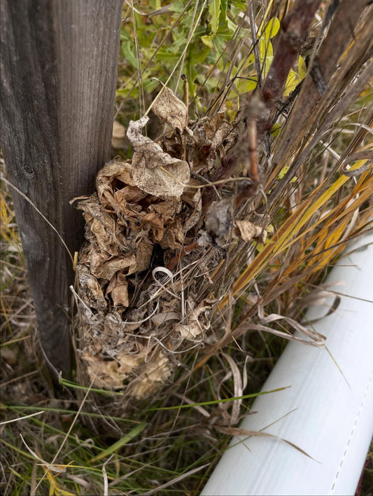 Wildlife and Habitat field notes at Oak Summit Nursery in Fall