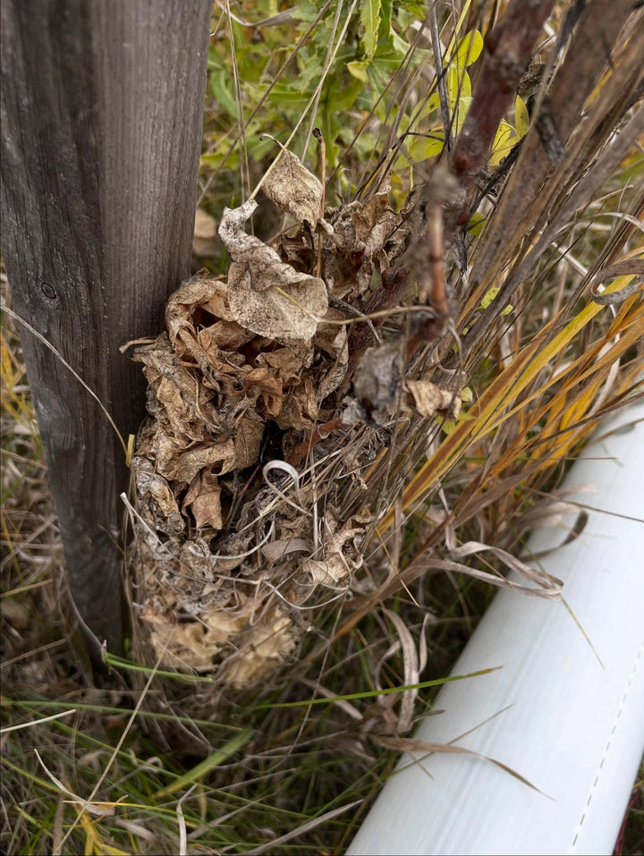 Wildlife and Habitat field notes at Oak Summit Nursery in Fall