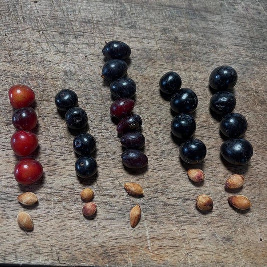 Cold Hardy Plums and Cherry Hybrids field notes at Oak Summit Nursery in Summer
