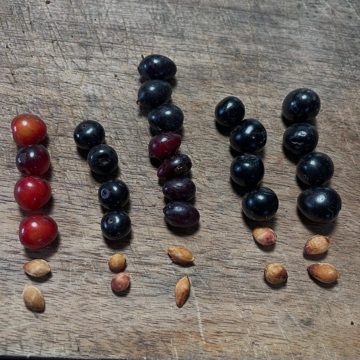 Cold Hardy Plums and Cherry Hybrids field notes at Oak Summit Nursery in Summer