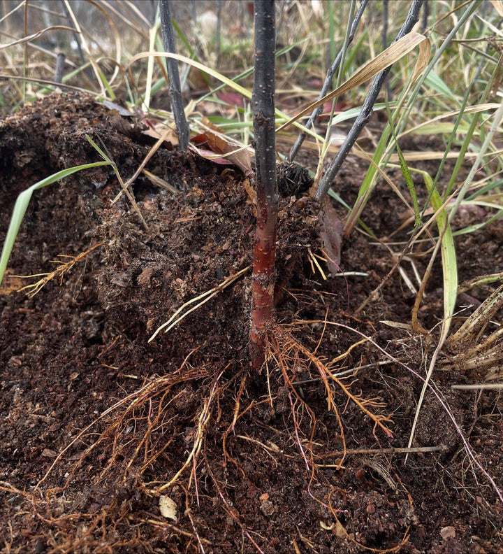 Rootstocks and Seedlings field notes at Oak Summit Nursery in Fall