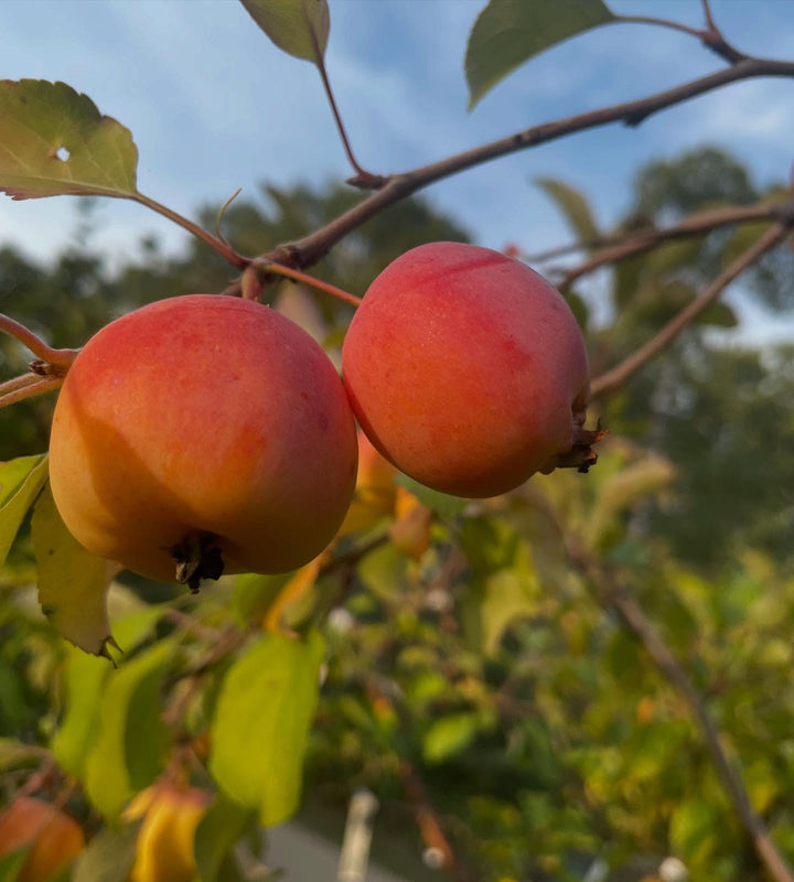 Cold Hardy Apples and Crabapples field notes at Oak Summit Nursery in Summer