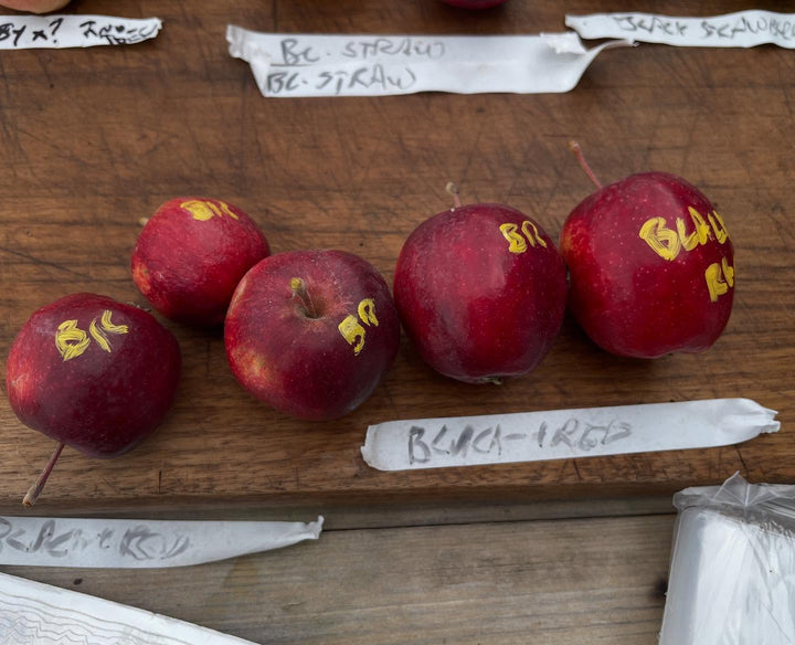 Cold Hardy Apples and Crabapples field notes at Oak Summit Nursery in Fall