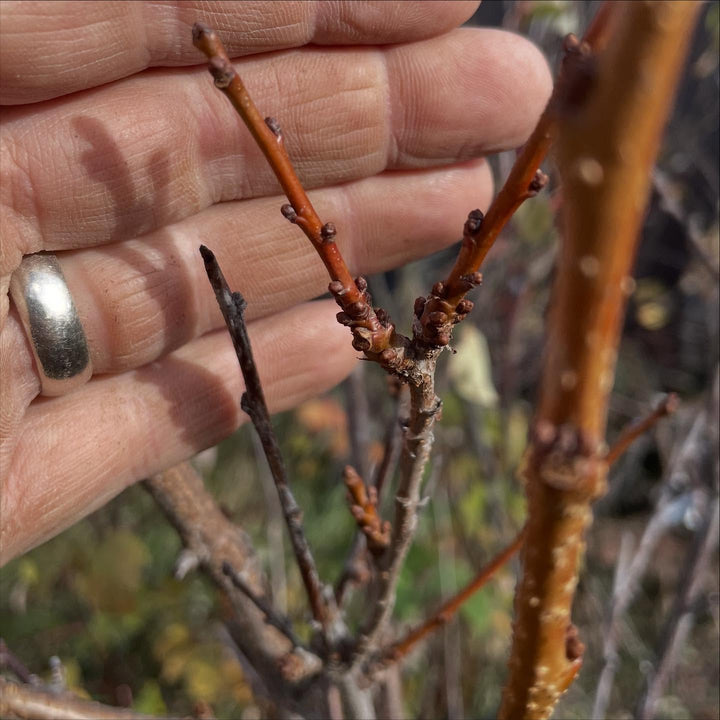 Cold Hardy Plums and Cherry Hybrids field notes at Oak Summit Nursery in Fall