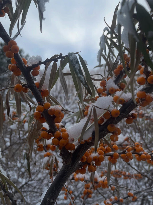 Hardy Berries and Currants field notes at Oak Summit Nursery in Fall