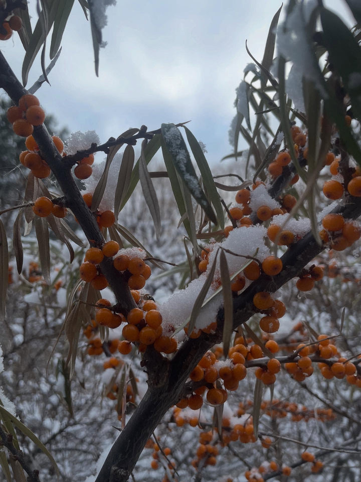 Hardy Berries and Currants field notes at Oak Summit Nursery in Fall