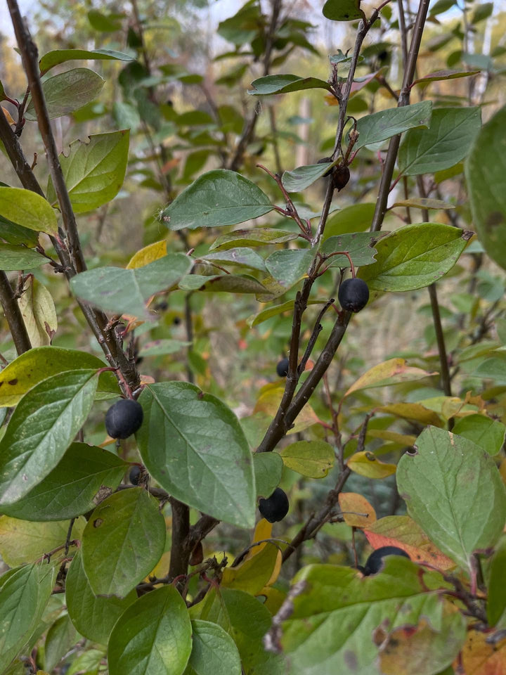 Propagation by Cuttings field notes at Oak Summit Nursery in Fall