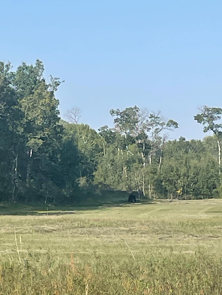 Wildlife and Habitat field notes at Oak Summit Nursery in Summer
