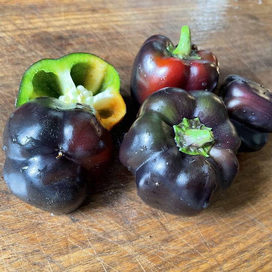Oak Summit 2026 Purple Beauty pepper - photo 1